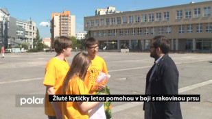 Žluté květinky letos pomohou v boji proti rakovině prsu