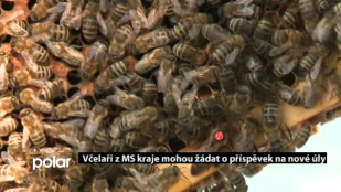 Včelaři z MS kraje mohou žádat o dotace na nové úly