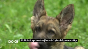 Karvinští policisté vychovávají nové čtyřnohé pomocníky