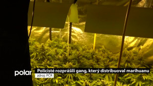 Policisté rozprášili gang, který distribuoval marihuanu