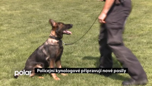 Policejní kynologové připravují nové posily