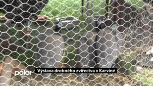 Výstava chovatelů drobného zvířectva v Karviné