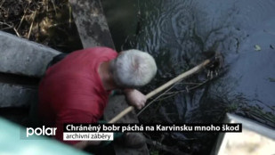 Chráněný bobr páchá na Karvinsku mnoho škod