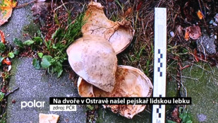 Na dvoře v Ostravě-Porubě našel pejskař lidskou lebku