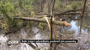 Bobr trápí i zahrádkáře, podmáčí jim pozemky