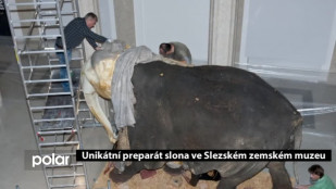 Unikátní preparát slona ve Slezském zemském muzeu