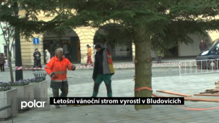 Letošní vánoční strom vyrostl v Bludovicích