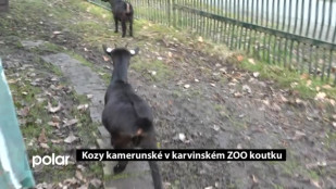 Karvinský ZOO koutek je bohatší o kozy kamerunské