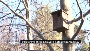 V Havířově chtějí bojovat s potkany pomocí sov