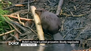 Bobři na řece Lučině prozatím škody nepůsobí