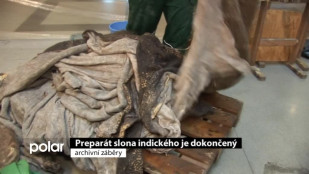 ​Preparát slona indického je dokončený