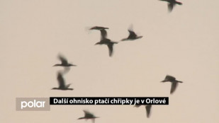 Další ohnisko ptačí chřipky je v Orlové