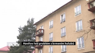 Havířov řeší problém s krmením holubů