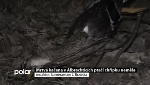 Mrtvá kačena v Albrechticích ptačí chřipku neměla