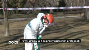 První stromy ve F-M prošly ošetřením proti jmelí