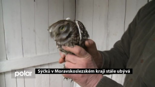 Sýčků v Moravskoslezském kraji stále ubývá