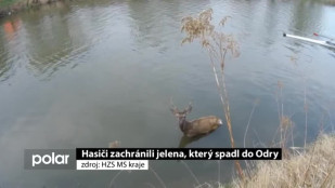 Hasiči zachránili jelena, který spadl do Odry