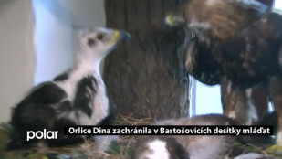 Orlice Dina zachránila v Bartošovicích desítky mláďat