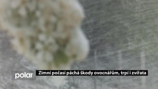 Zimní počasí páchá škody ovocnářům, trpí i zvířata