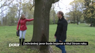 Zachráněný javor bude bojovat o titul Strom roku