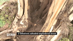 V Šilheřovicích záhadně explodoval strom