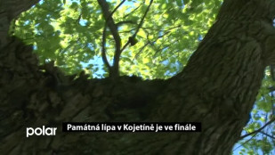 Památná lípa v Kojetíně je ve finále