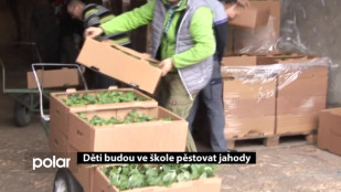 Děti budou ve škole pěstovat jahody