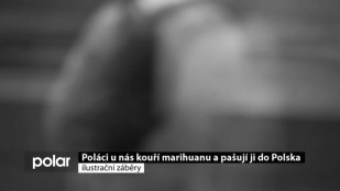 Poláci u nás kouří marihuanu a pašují ji do Polska