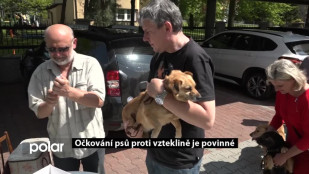 Očkování psů proti vzteklině je povinné