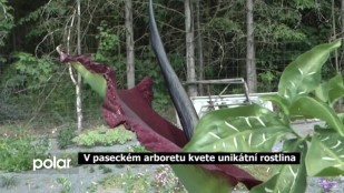 V paseckém arboretu kvete unikátní rostlina