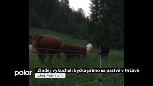 Zloději vykuchali býka přímo na pastvě v Hrčavě