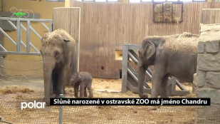 Sluně narozené v ostravské ZOO má jméno Chandru