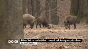 Divočáci se smí střílet i dosud zakázaným způsobem