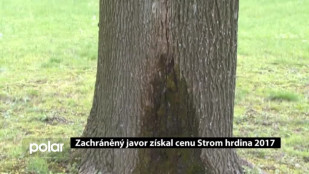 Zachráněný javor získal cenu Strom hrdina 2017