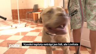 Vysoké teploty netrápí jen lidi, ale i zvířata