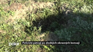 Policisté pátrají po zlodějích okrasných bonsají