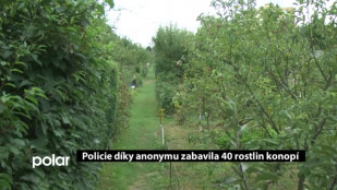 Policie díky anonymu zabavila 40 rostlin konopí