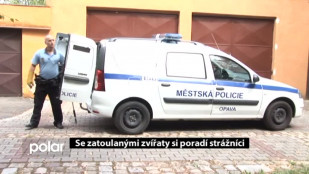 Se zatoulanými zvířaty si poradí strážníci