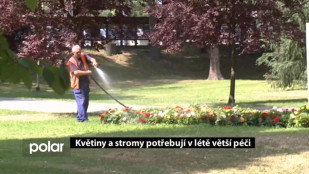 Květiny a stromy potřebují v létě větší péči