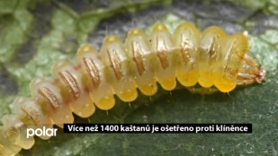 Více než 1400 kaštanů v Ostravě je ošetřeno proti klíněnce