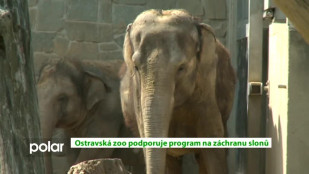 Eko magazín: Ostravská zoo podporuje program na záchranu slonů