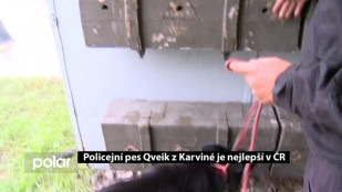 Policejní pes Qveik z Karviné je nejlepší v ČR