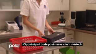 Čipování psů bude povinné ve všech městech