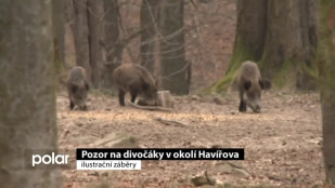 Pozor na divočáky v okolí Havířova