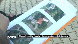 Plynaři mají v Novém Jičíně pokácet 84 stromů