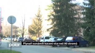 Plynaři oznámili kácení více než 80 stromů