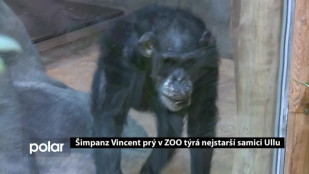 Šimpanz Vincent prý v ZOO týrá nejstarší samici Ullu