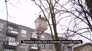 Technické služby F-M kácí a ořezávají nemocné stromy