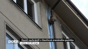 Hasiči zachránili v Havířově zraněného puštíka