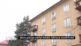 F-M plánuje odchyt holubů, lidé by je neměli krmit